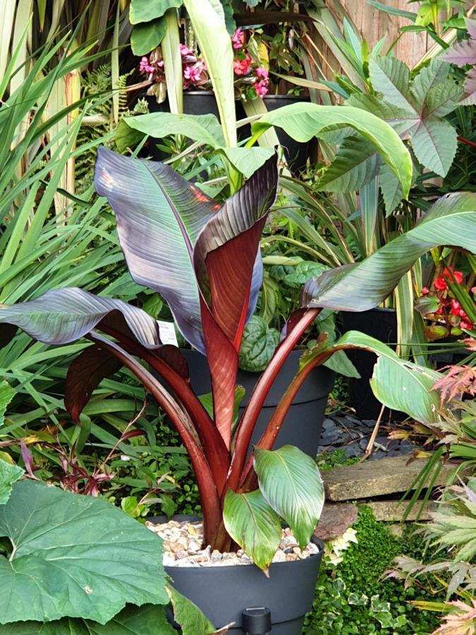 ברמינגהאם Tropical Garden Oasis Rooms מראה חיצוני תמונה