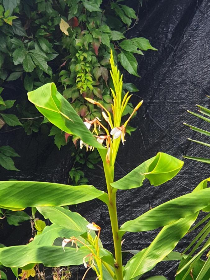 ברמינגהאם Tropical Garden Oasis Rooms מראה חיצוני תמונה