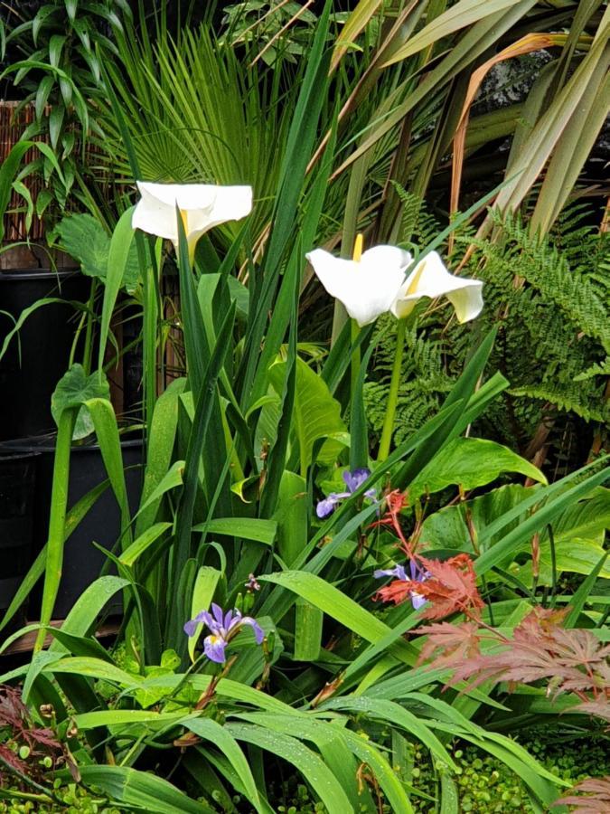 ברמינגהאם Tropical Garden Oasis Rooms מראה חיצוני תמונה