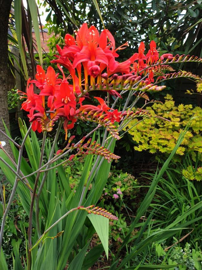 ברמינגהאם Tropical Garden Oasis Rooms מראה חיצוני תמונה